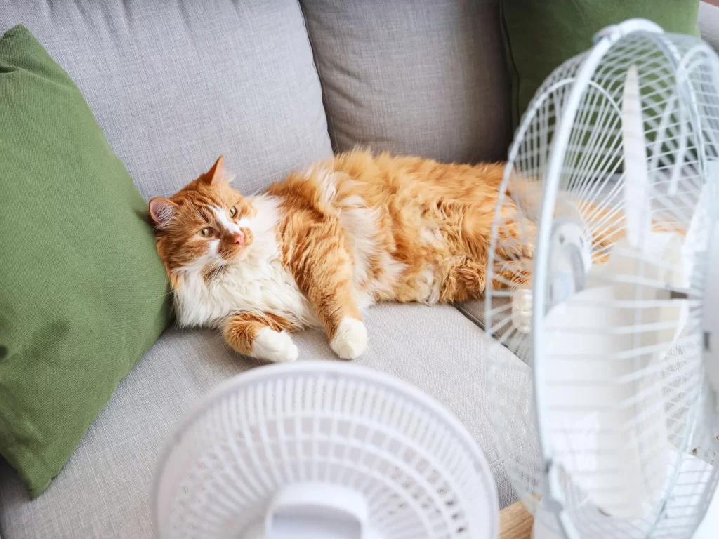 Un chat qui a trop chaud en pleine canicule sous l'air soufflé par deux ventilateurs